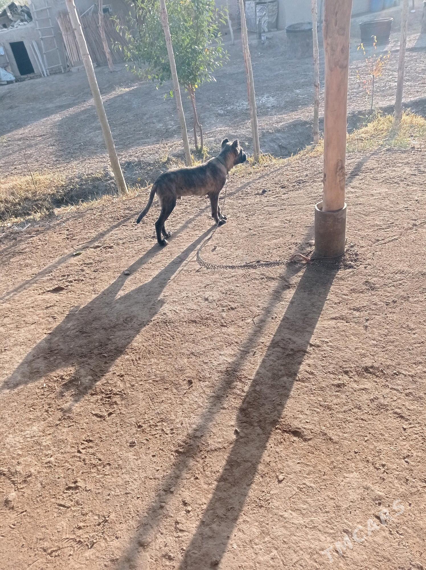 Pitbull - Дашогуз - img 3