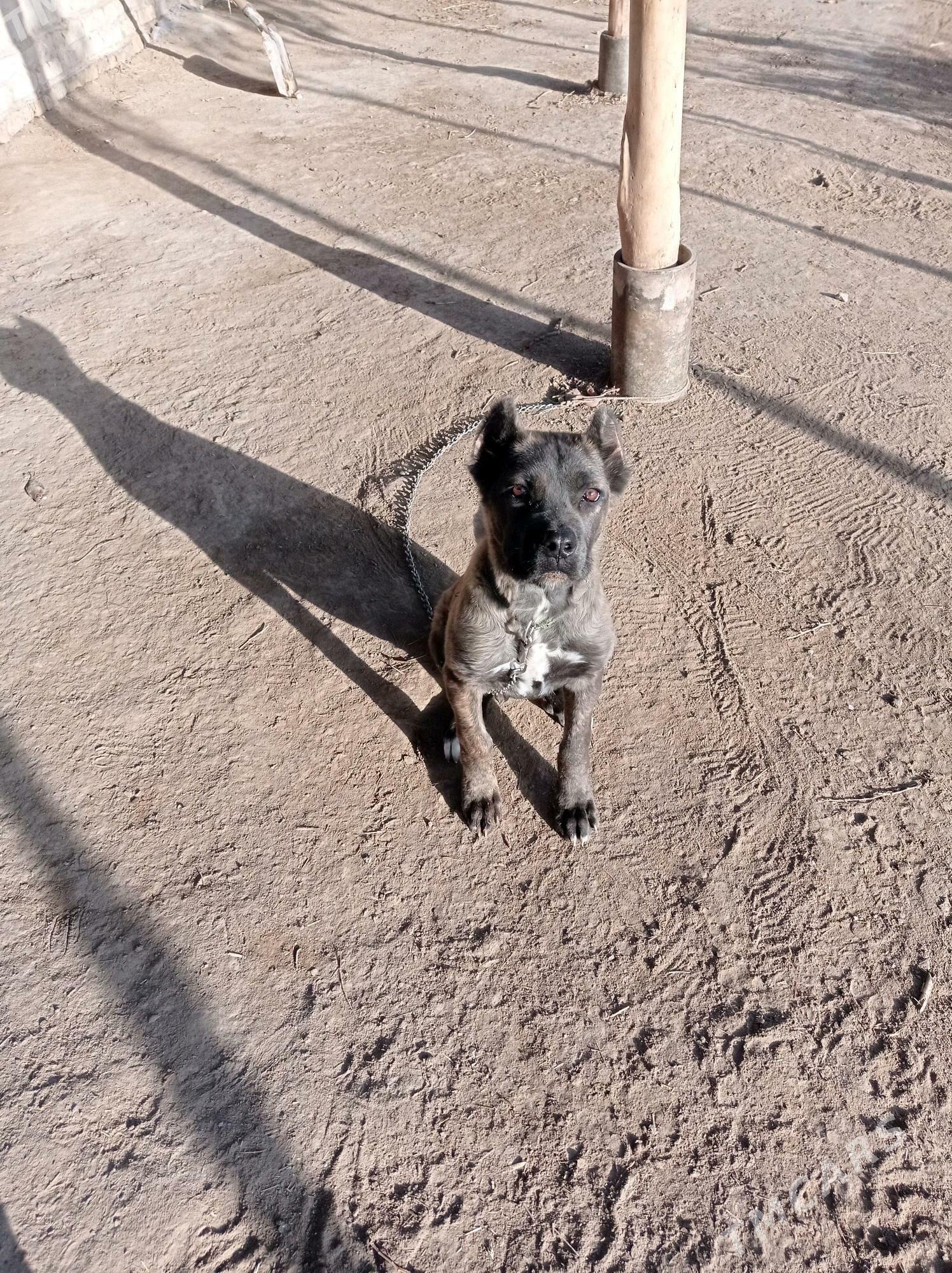 Pitbull - Дашогуз - img 1