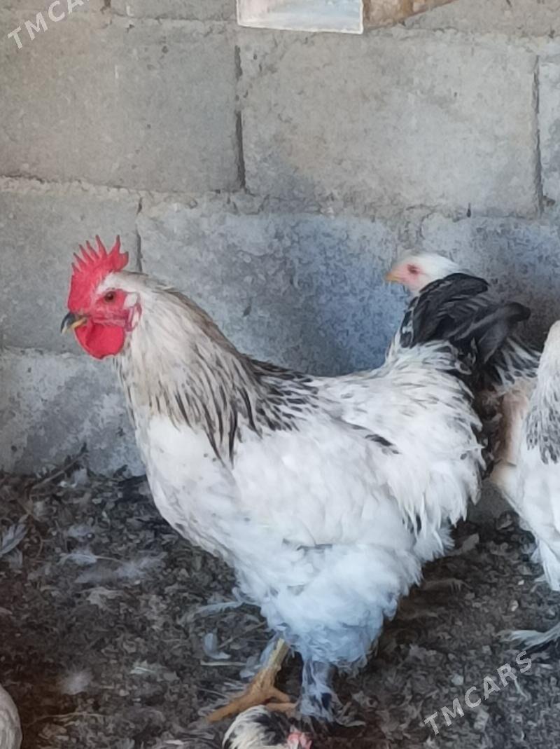 balgar horazlar - Änew - img 2