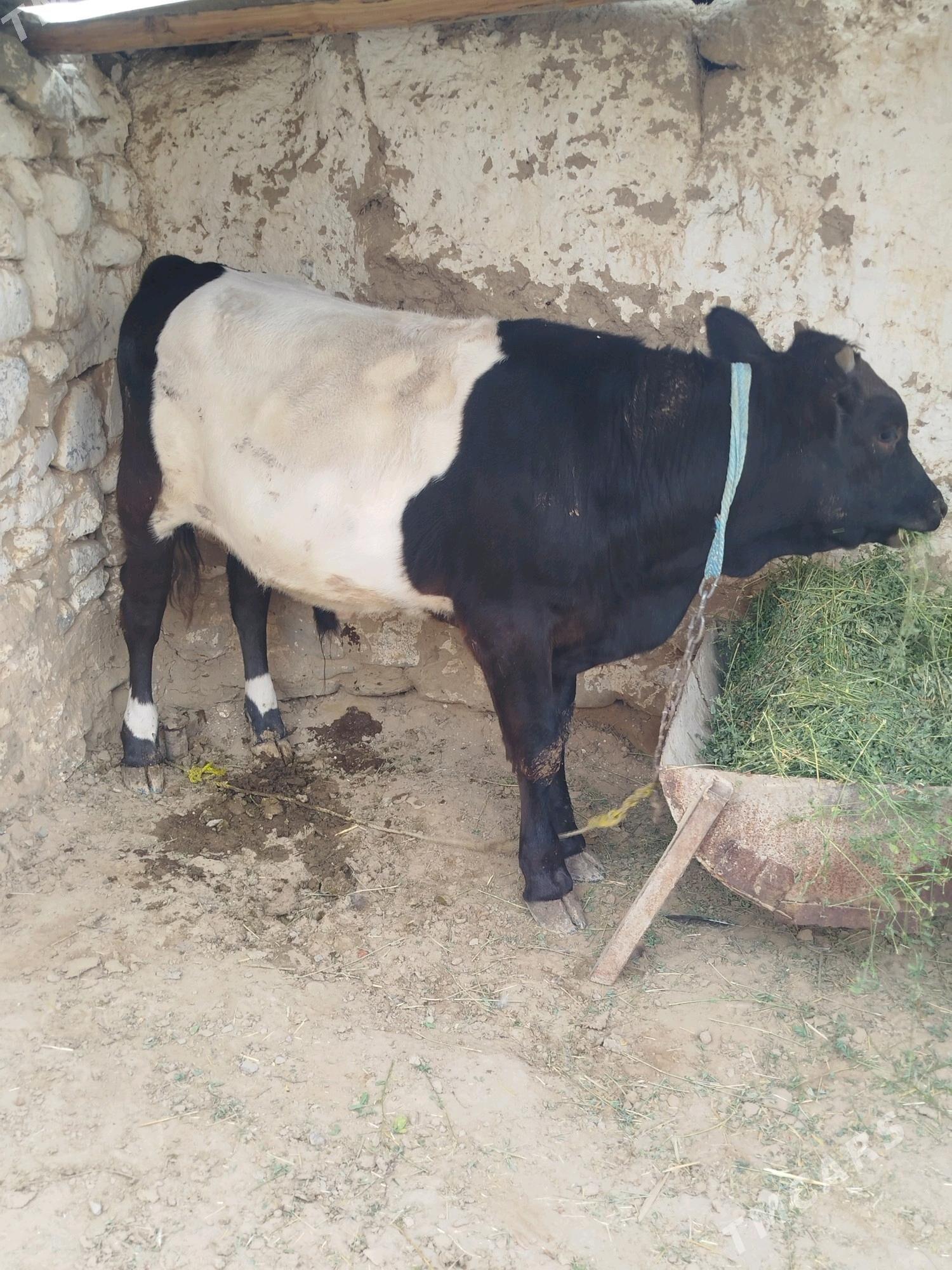 öküz - Gyzylarbat - img 1