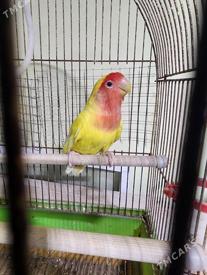 nerazlucnik - Мир 4 - img 3