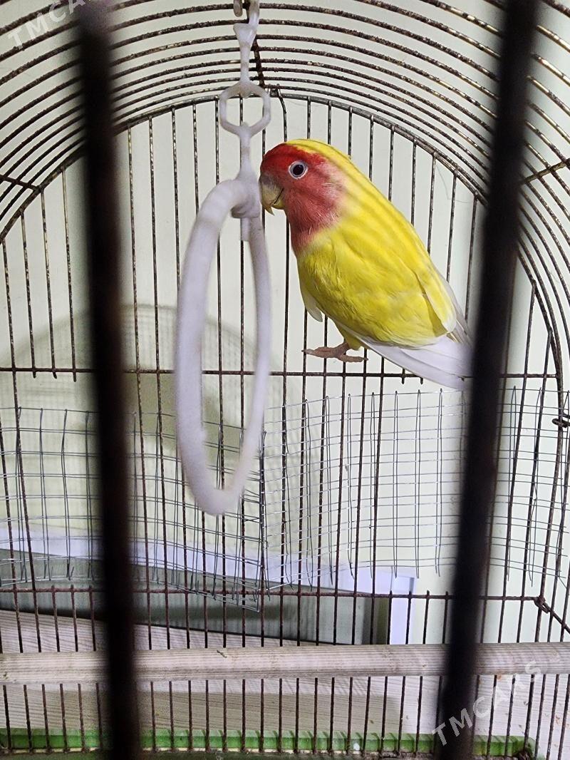 nerazlucnik - Мир 4 - img 2