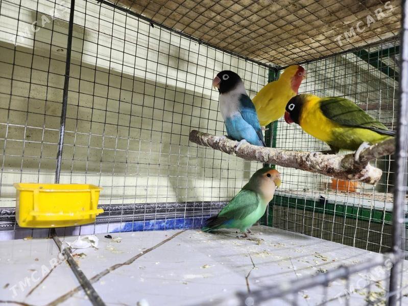 nerazlucnik - Мир 4 - img 1