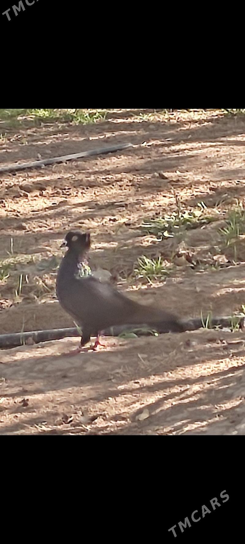 kepderi - Aşgabat - img 3