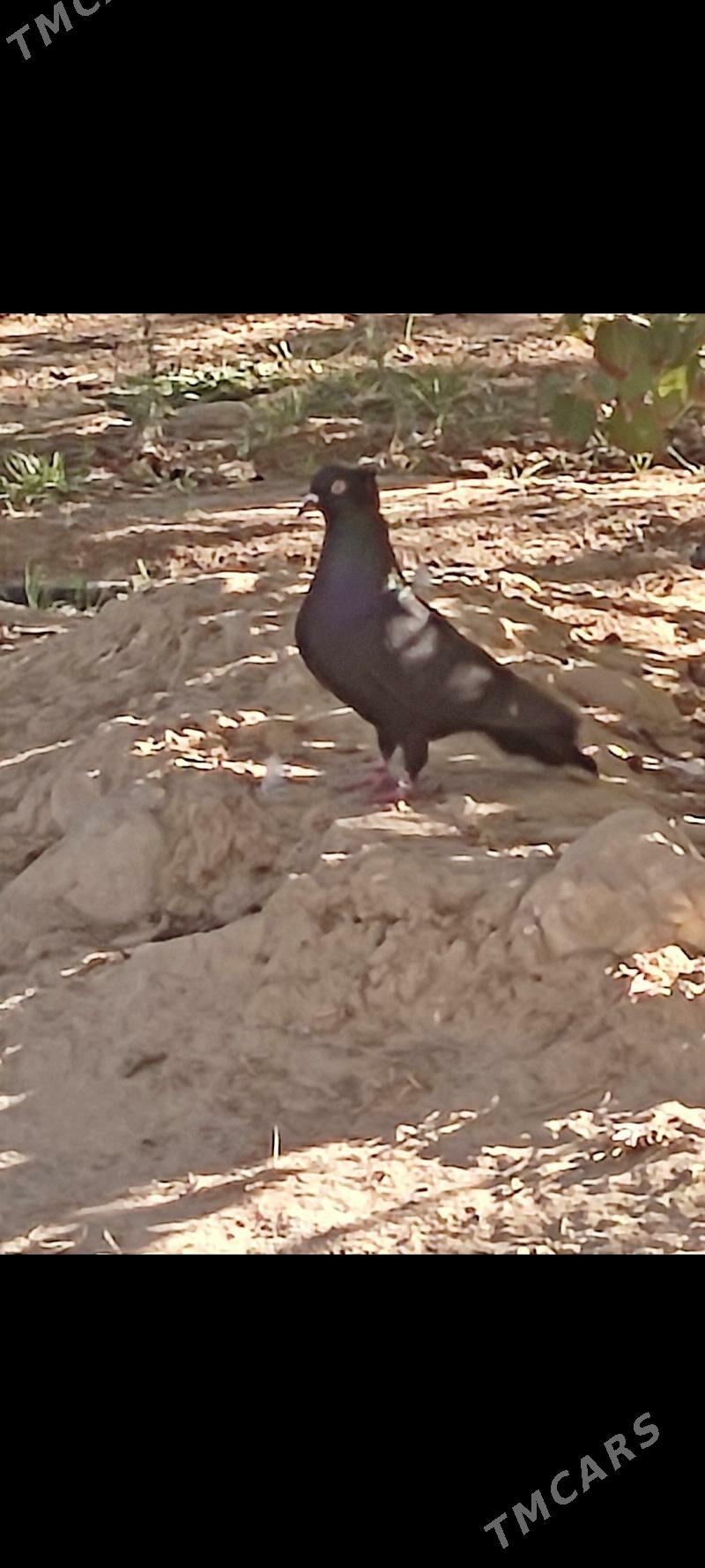 kepderi - Aşgabat - img 4