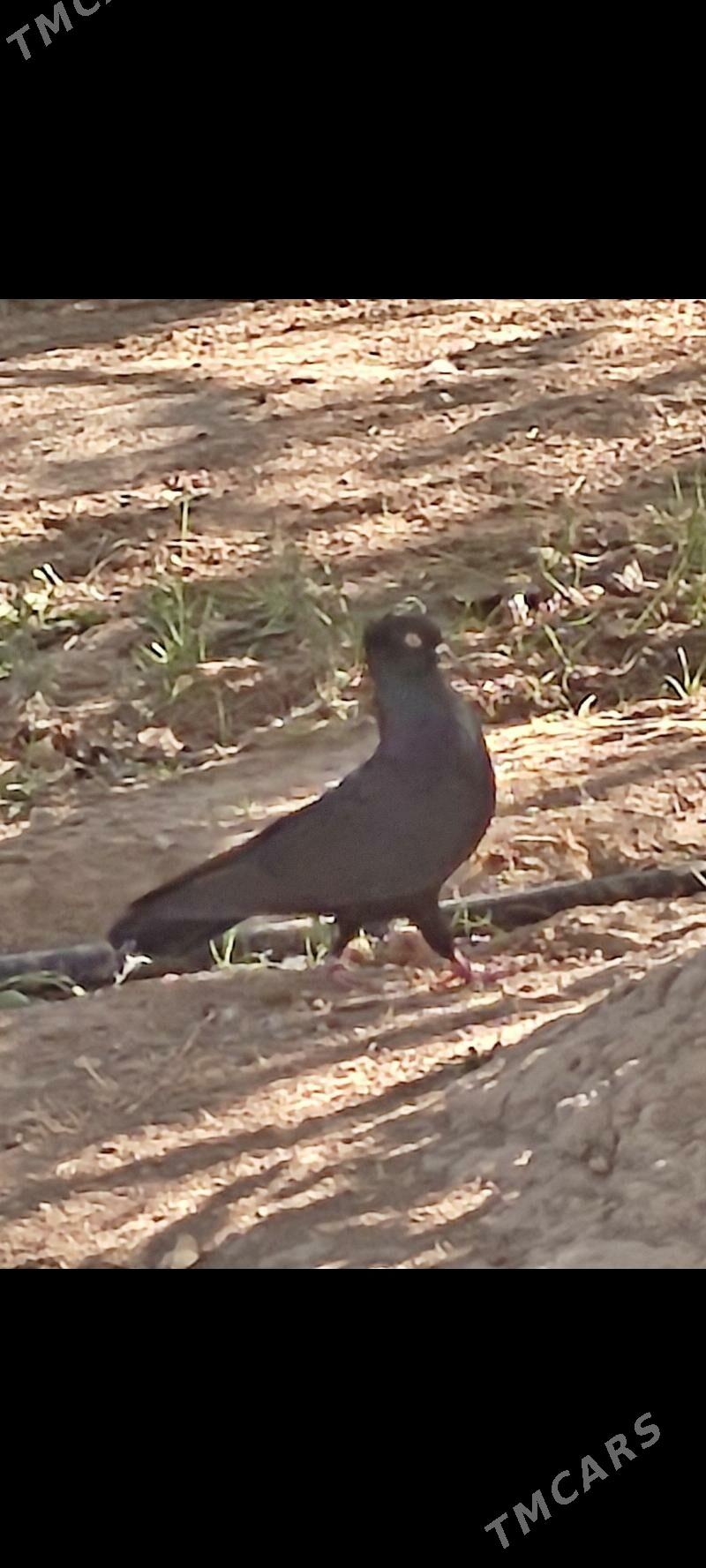 kepderi - Aşgabat - img 2