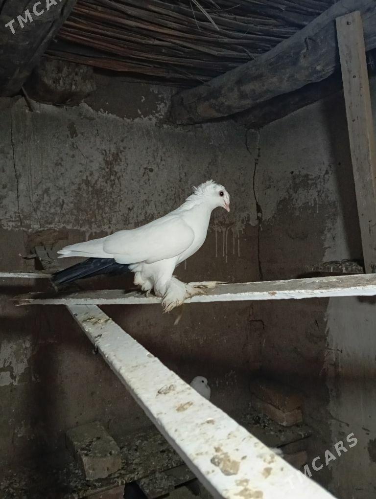 kepter - Farap - img 3