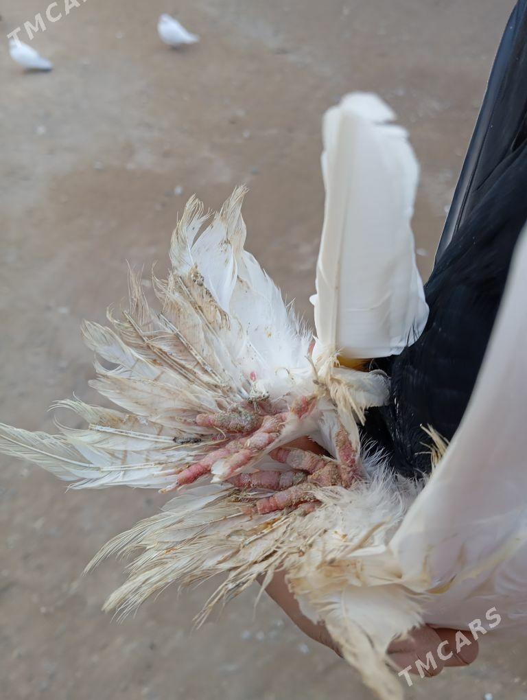 kepter - Farap - img 4