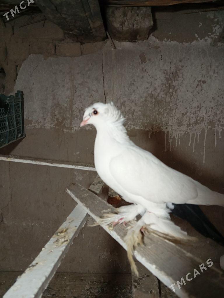 kepter - Farap - img 2