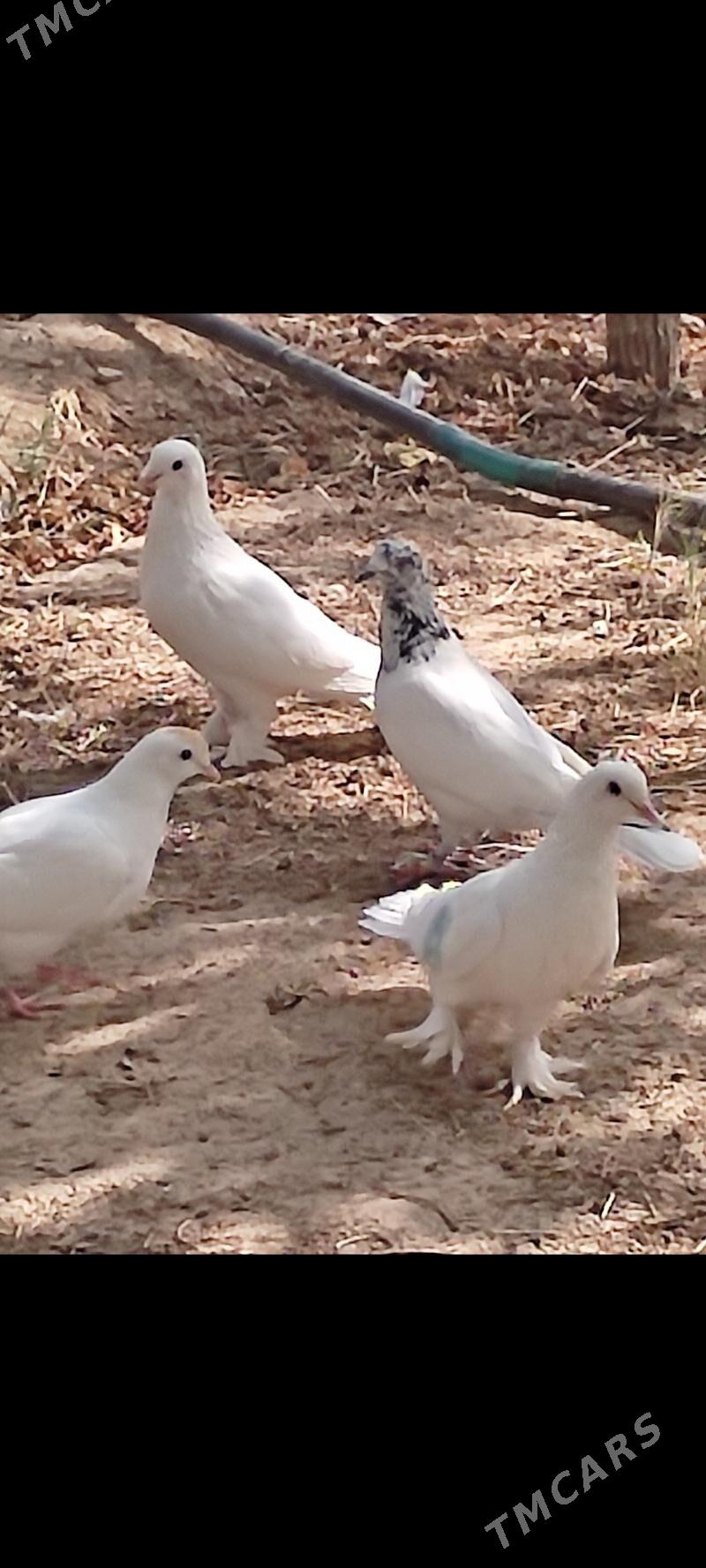 Kepderi - Aşgabat - img 3