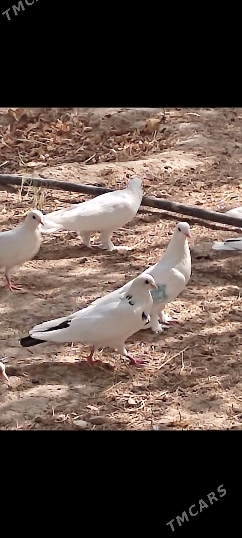 Kepderi - Aşgabat - img 2