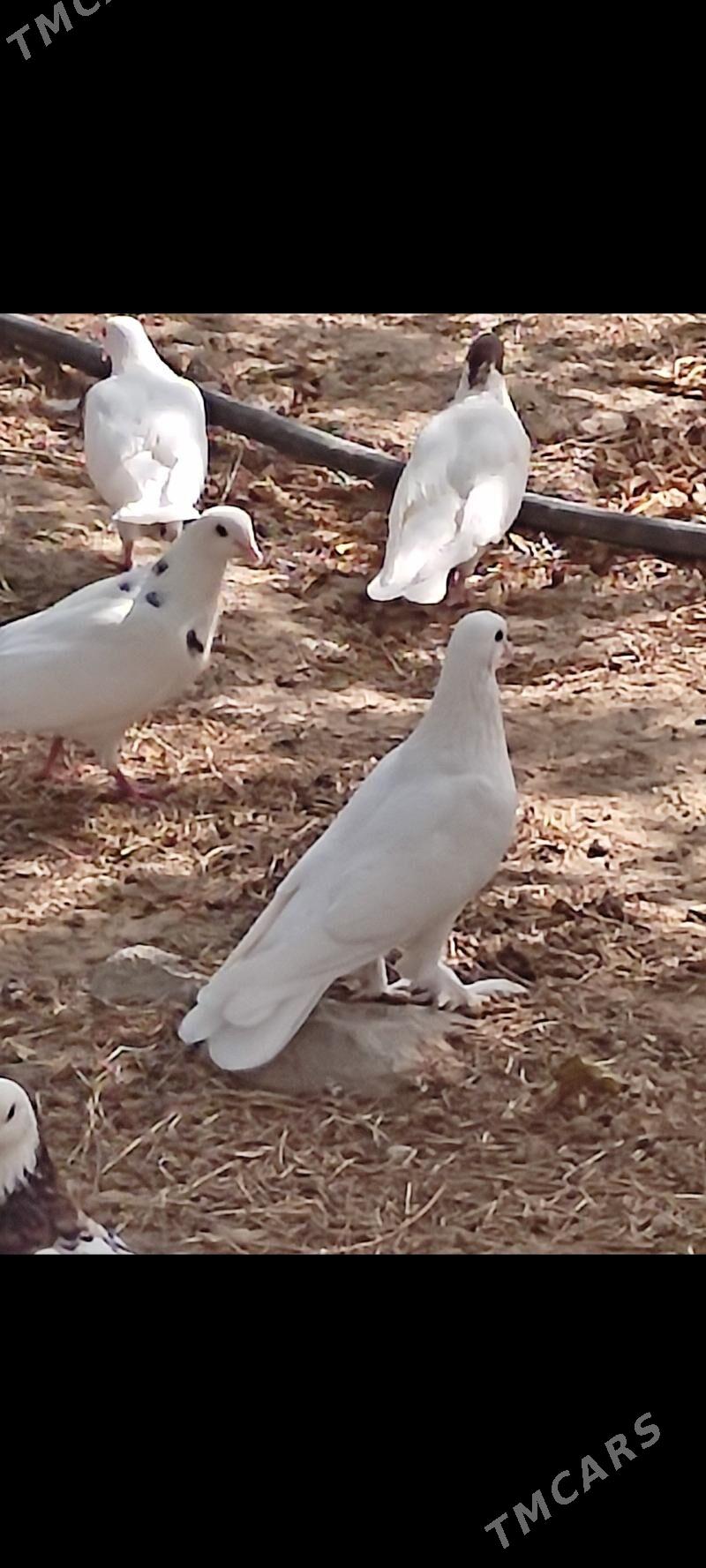 Kepderi - Aşgabat - img 1