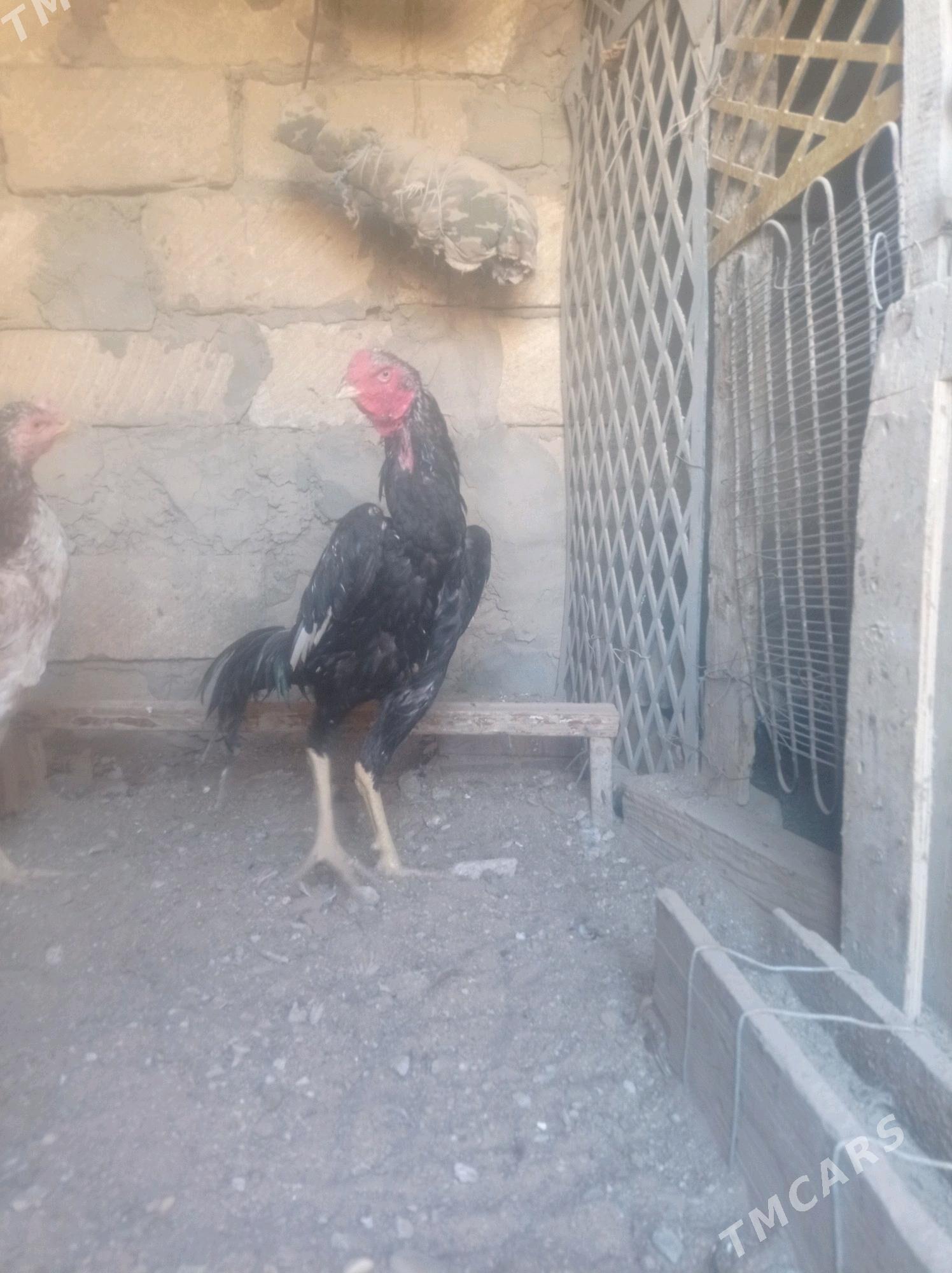 taskent horaz - Balkanabat - img 1