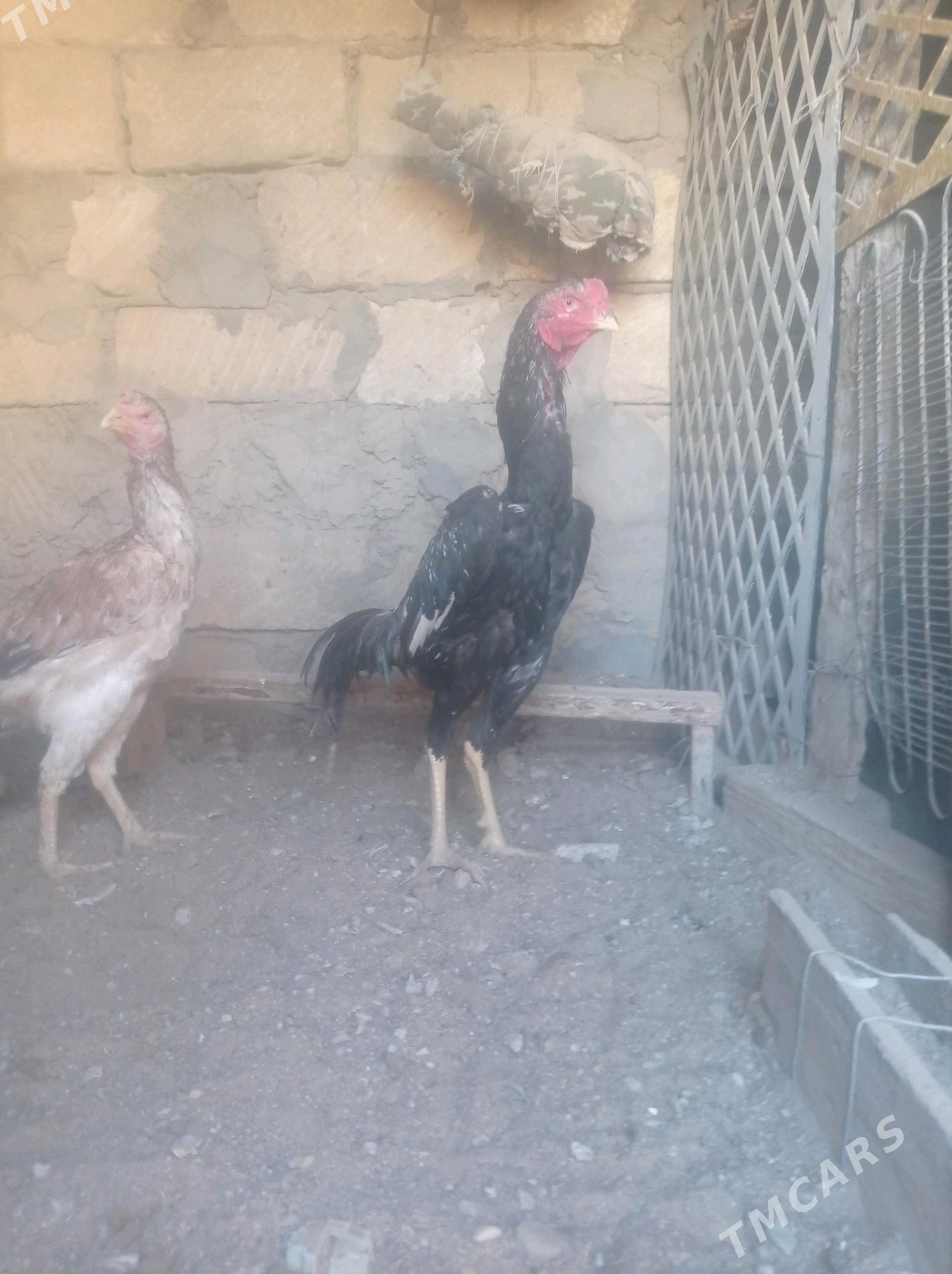 taskent horaz - Balkanabat - img 2