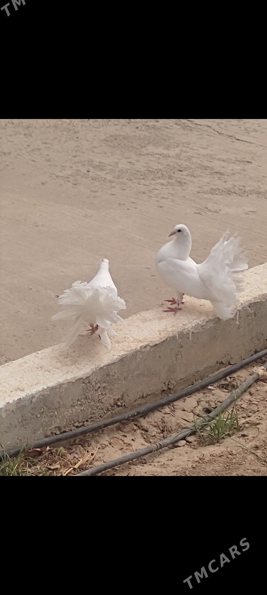 Kepderi - Aşgabat - img 3