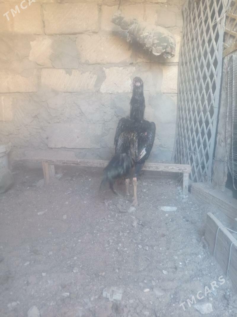 taskent horaz - Balkanabat - img 3