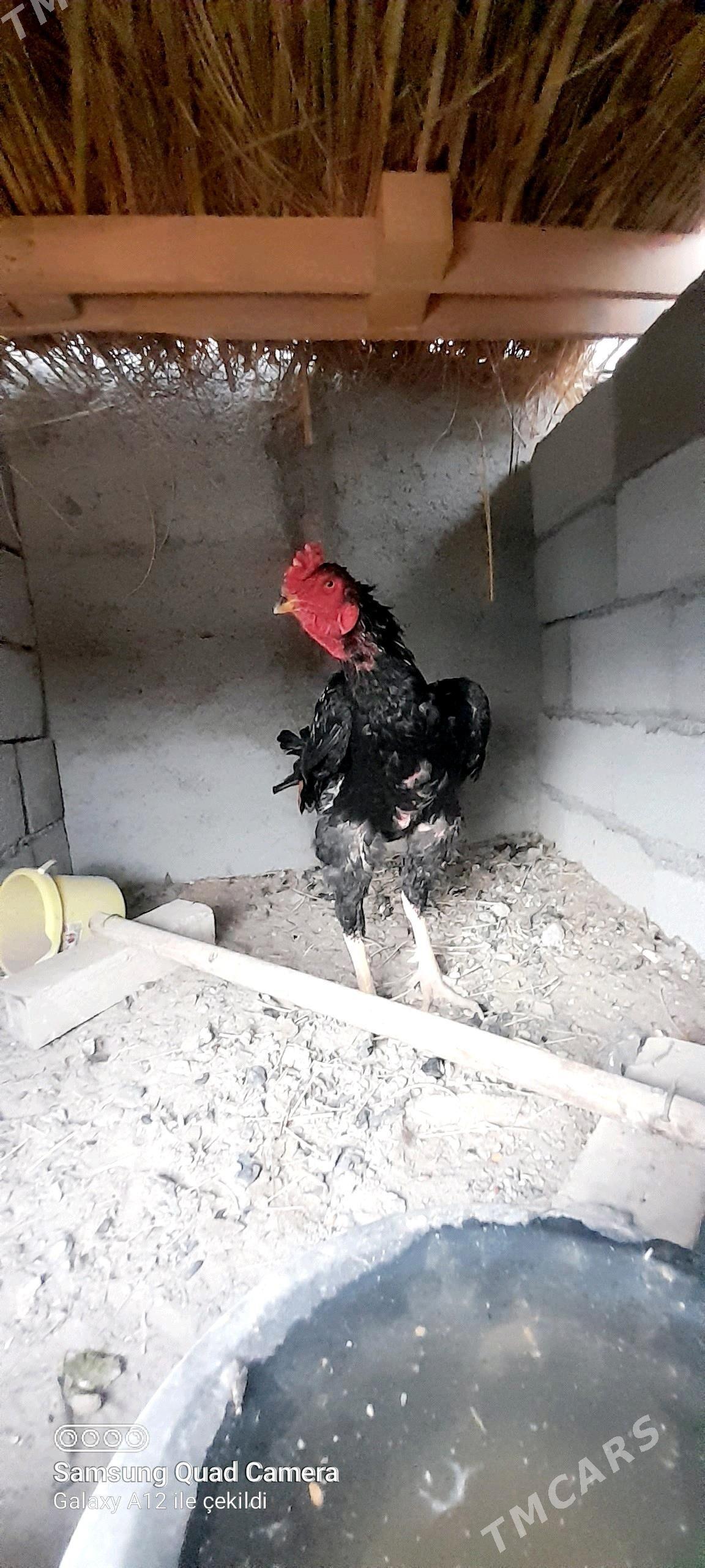 taşkent horaz - Büzmeýin - img 2