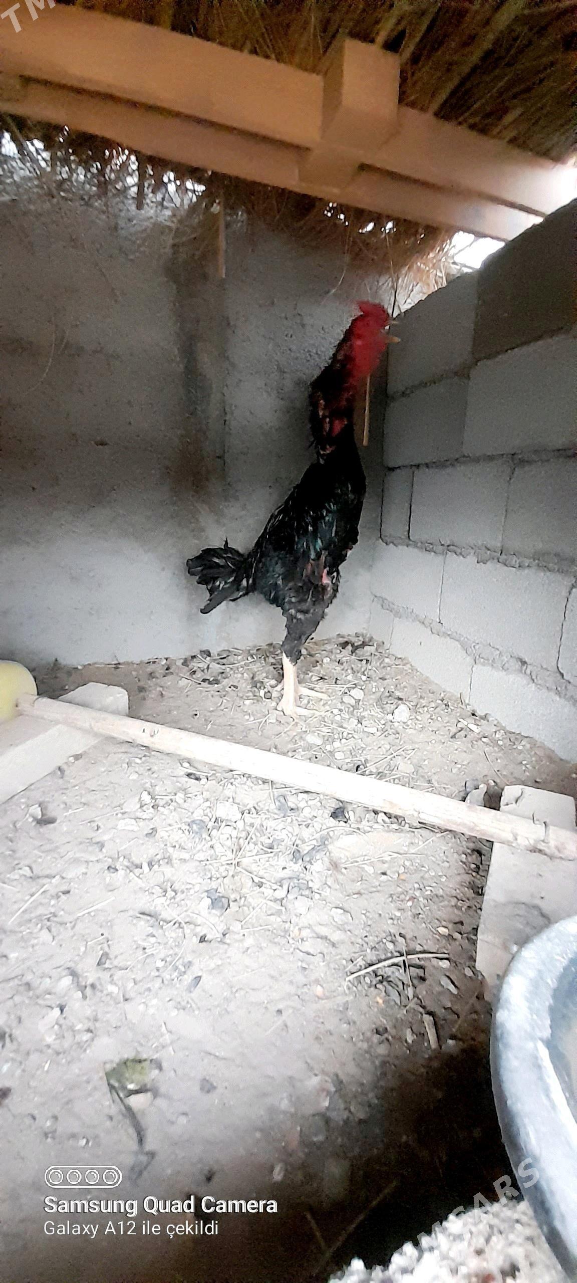 taşkent horaz - Büzmeýin - img 3