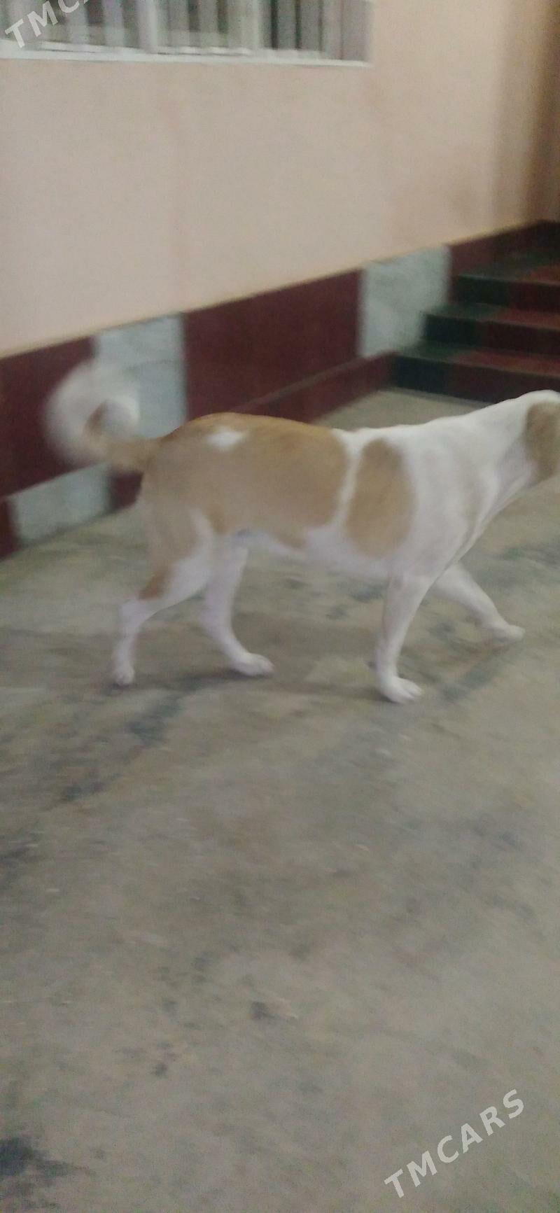 Собака - Aşgabat - img 2