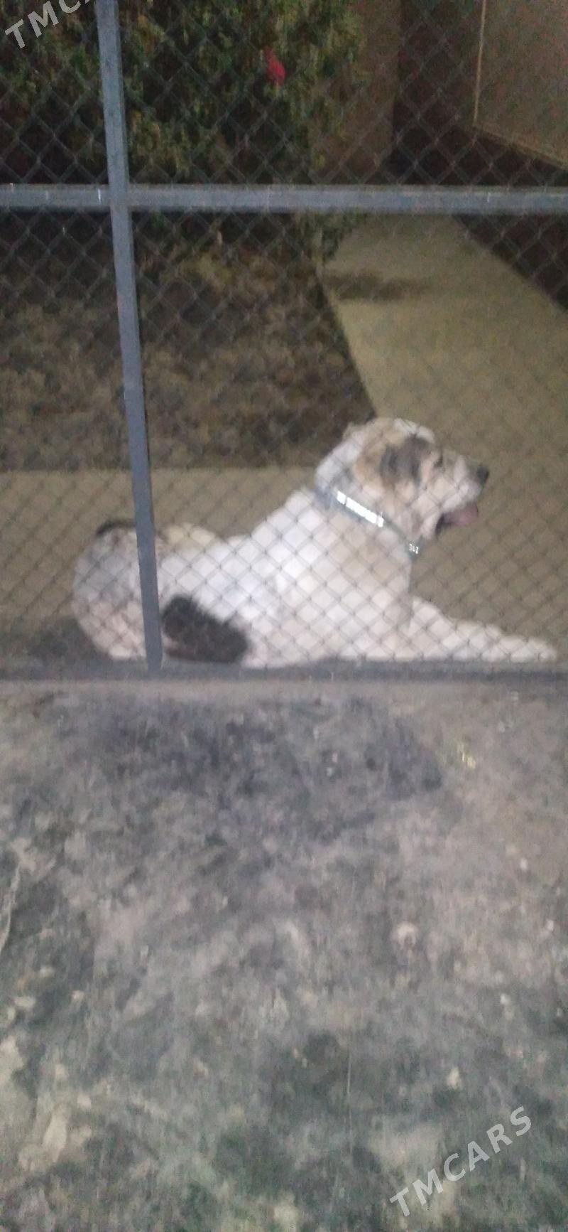 Собака - Aşgabat - img 2