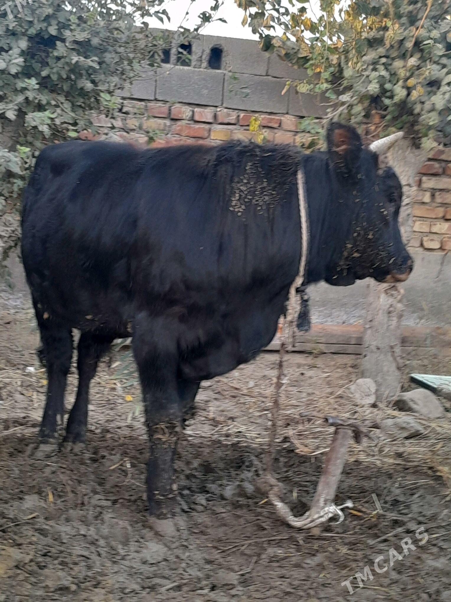 ökùzler. - Бахарден - img 2