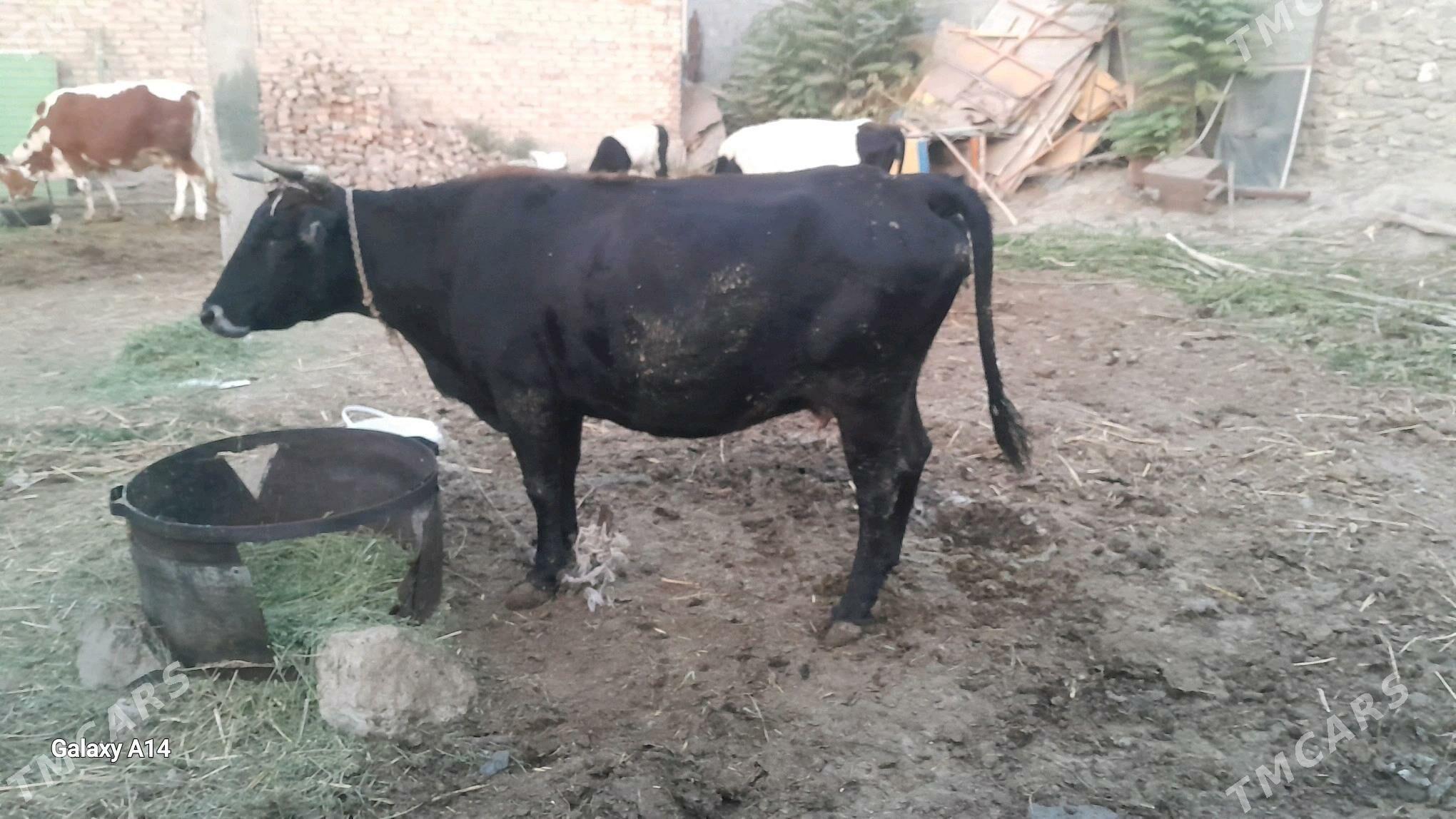 bakylan sygyrlar - Бахарден - img 2