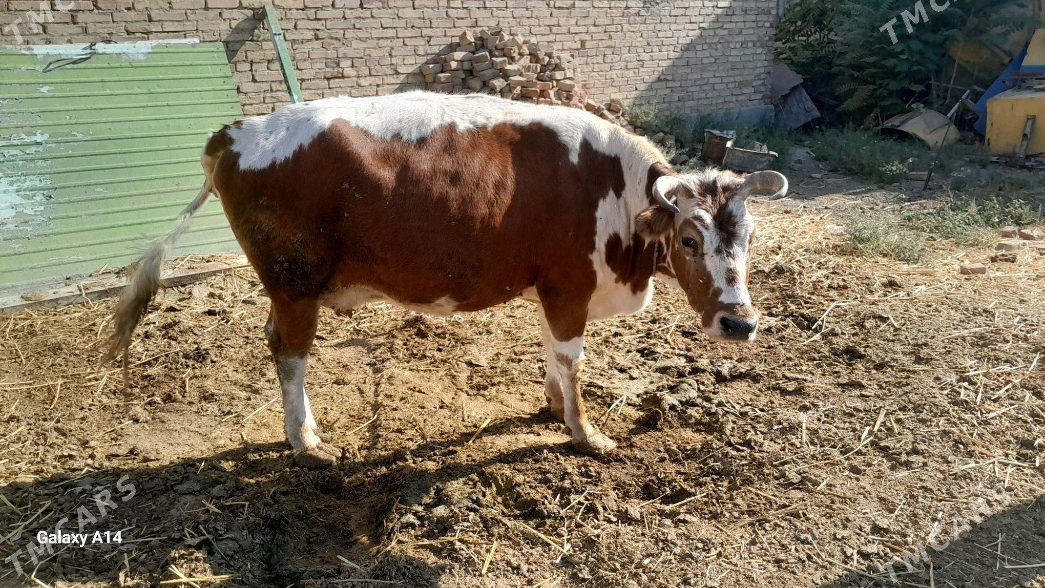 bakylan sygyrlar - Бахарден - img 5