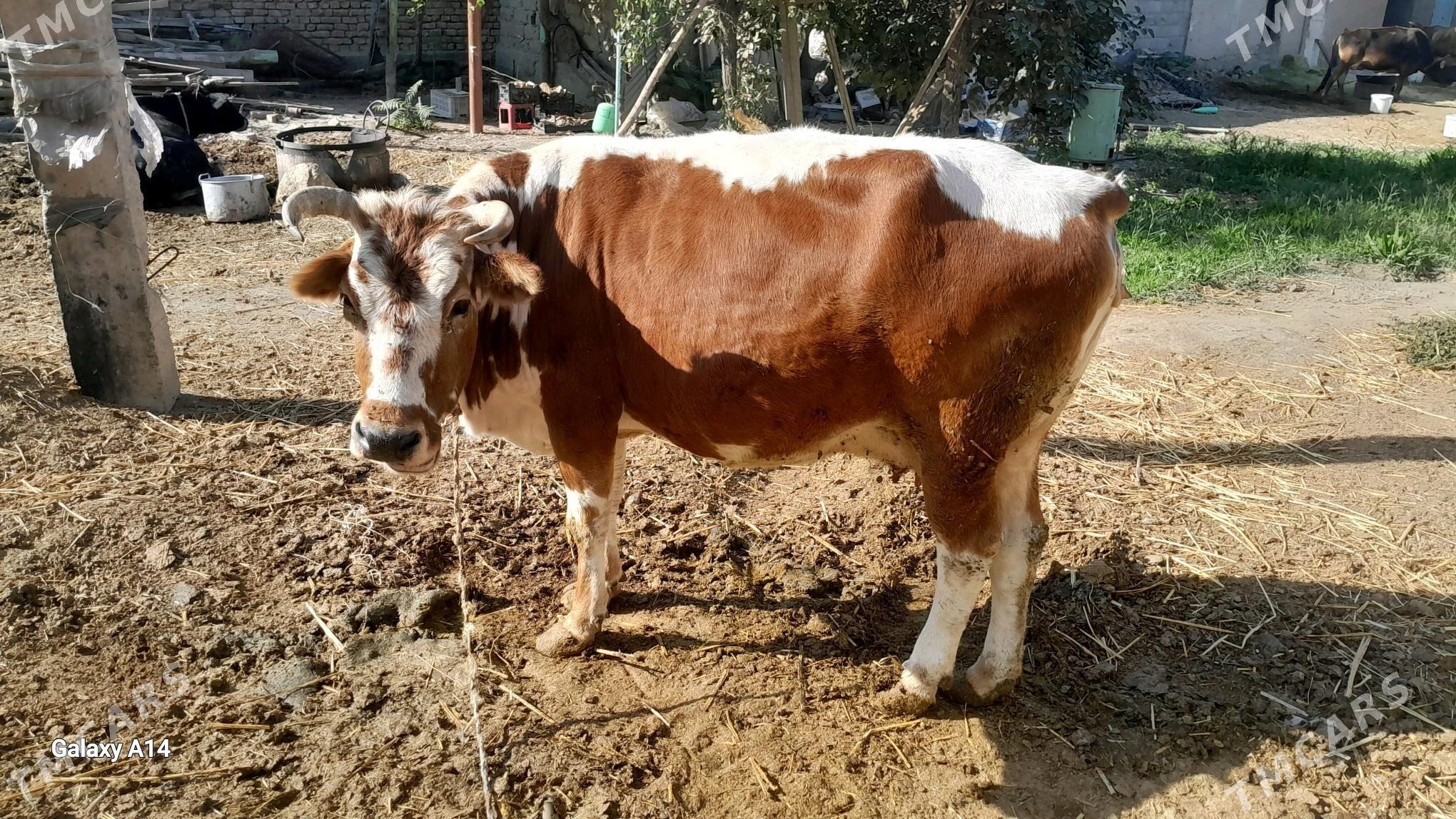 bakylan sygyrlar - Бахарден - img 4