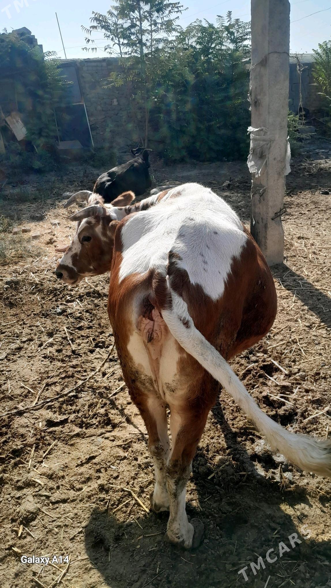 bakylan sygyrlar - Бахарден - img 6