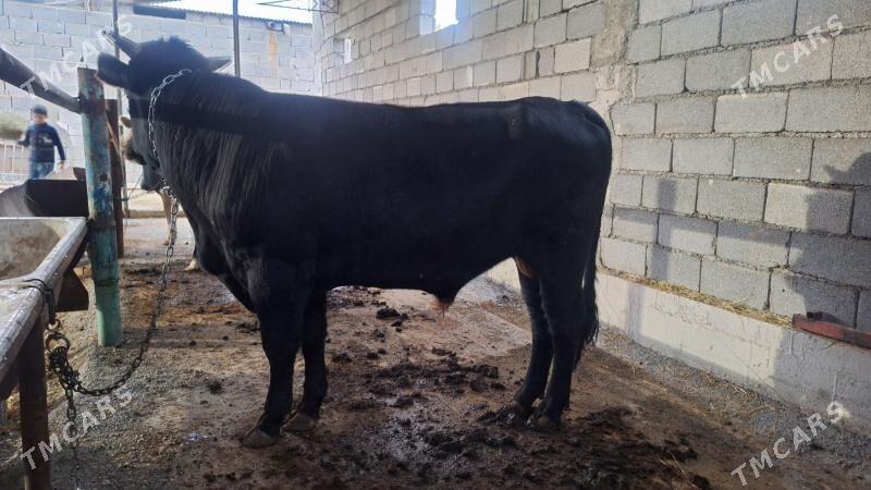 Öküz - Garadamak - img 2