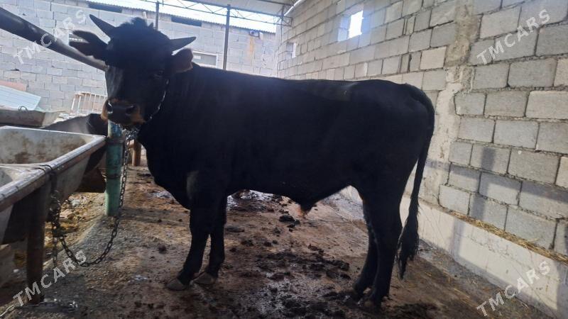 Öküz - Garadamak - img 3