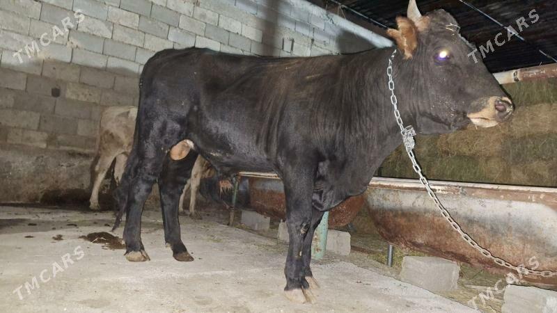 Öküz - Garadamak - img 6