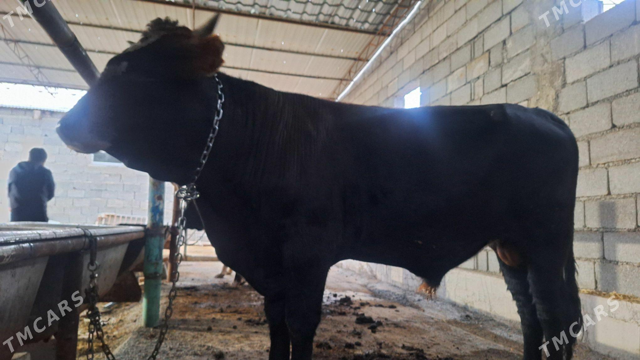 Öküz - Garadamak - img 4