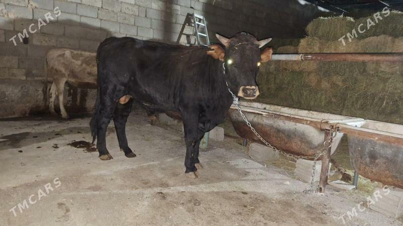 Öküz - Garadamak - img 5