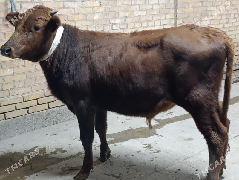 Baklyk okuz - Türkmenabat - img 5