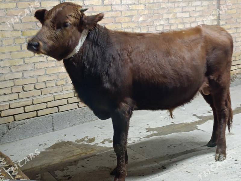 Baklyk okuz - Türkmenabat - img 3