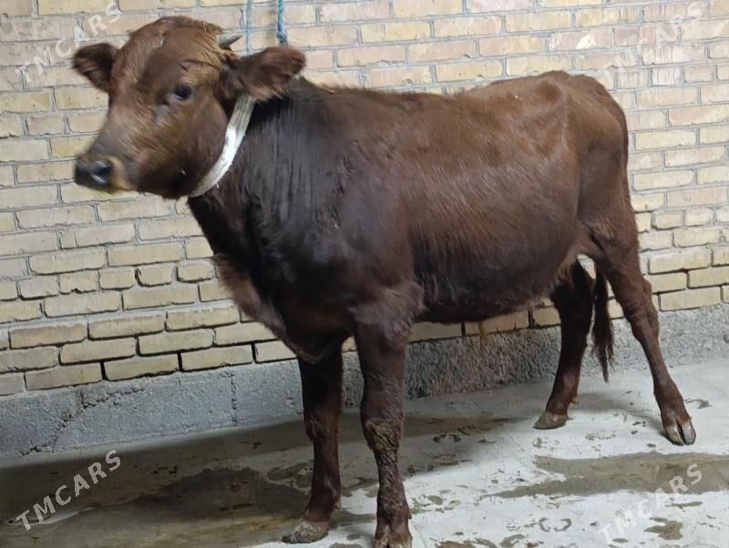 Baklyk okuz - Türkmenabat - img 2