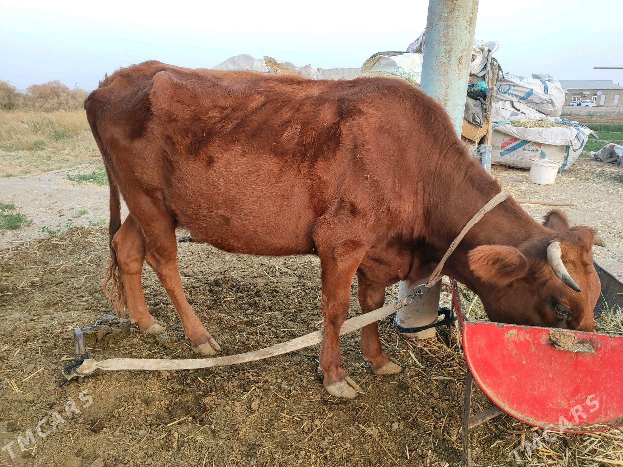 Bogaz sygyr - Векильбазар - img 2