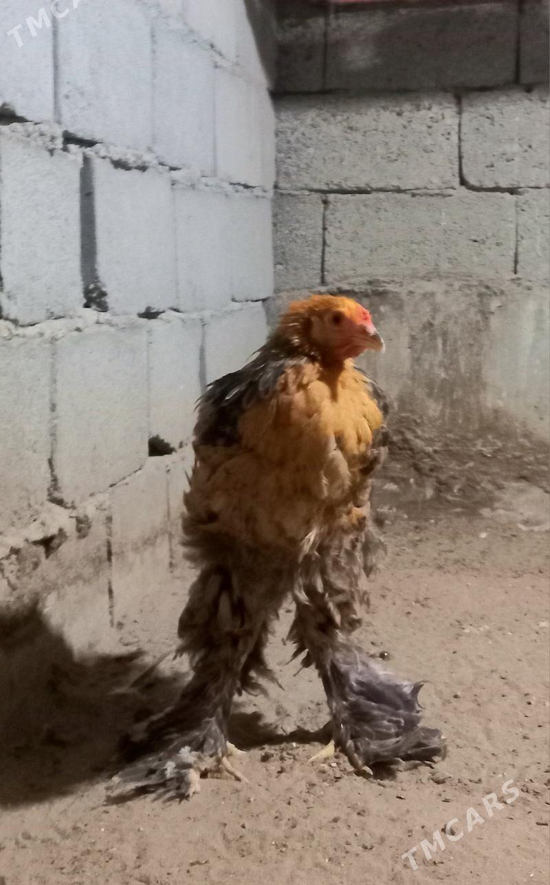 Brama horaz - Balkanabat - img 2