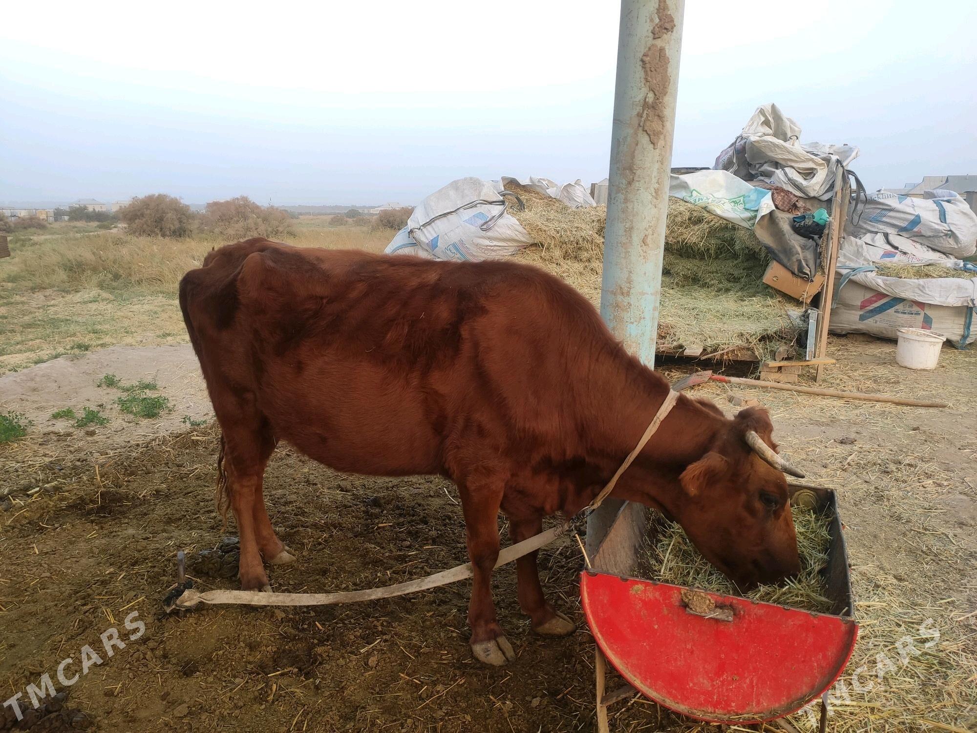 Bogaz sygyr - Векильбазар - img 3