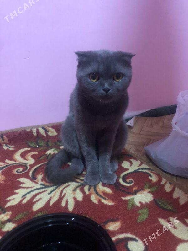 SOTLANSKI PISIK - Daşoguz - img 3