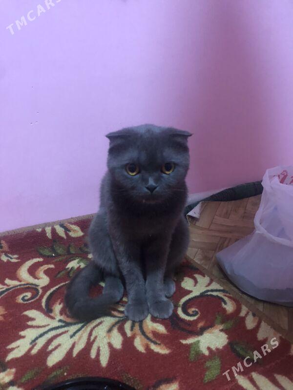 SOTLANSKI PISIK - Daşoguz - img 4