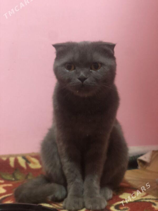 SOTLANSKI PISIK - Daşoguz - img 1