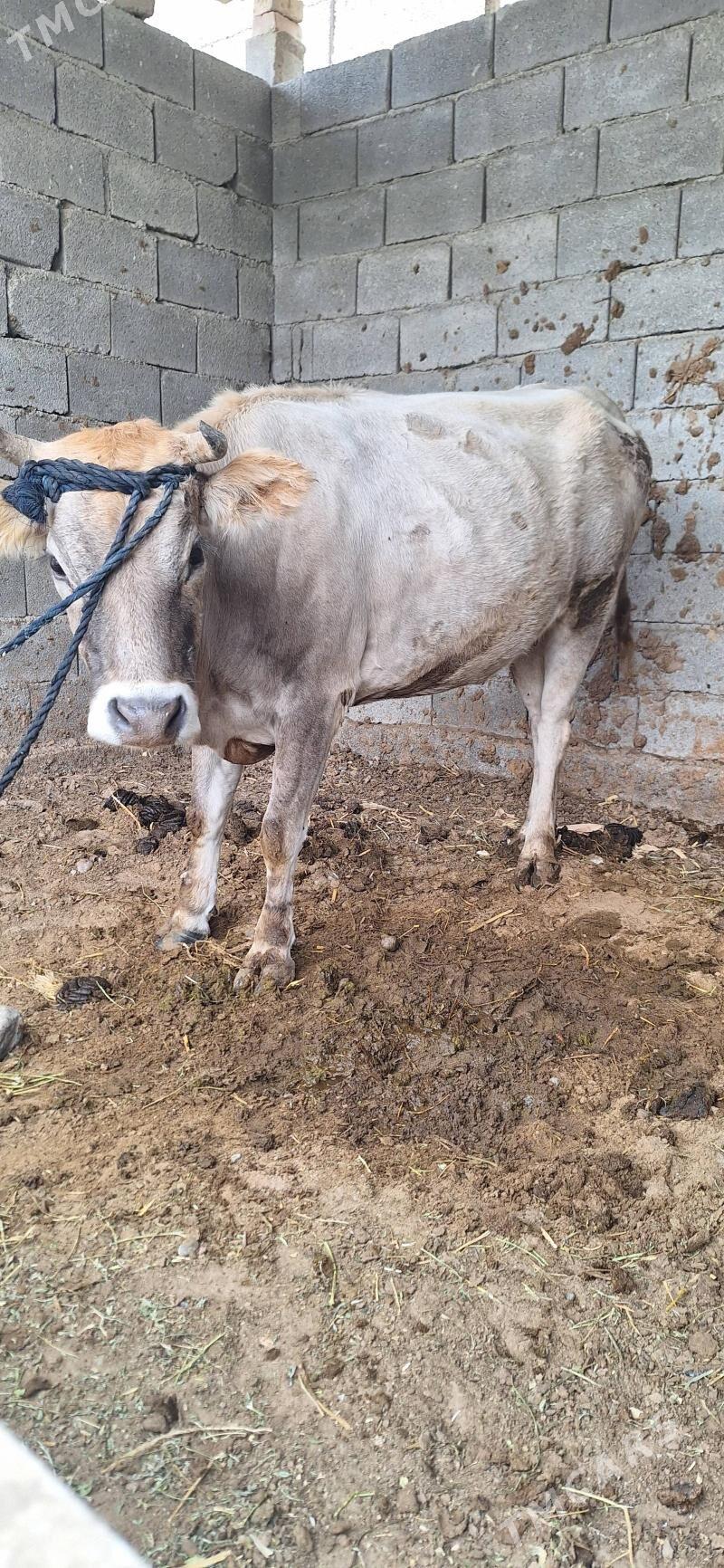 Sygyr - Büzmeýin - img 1