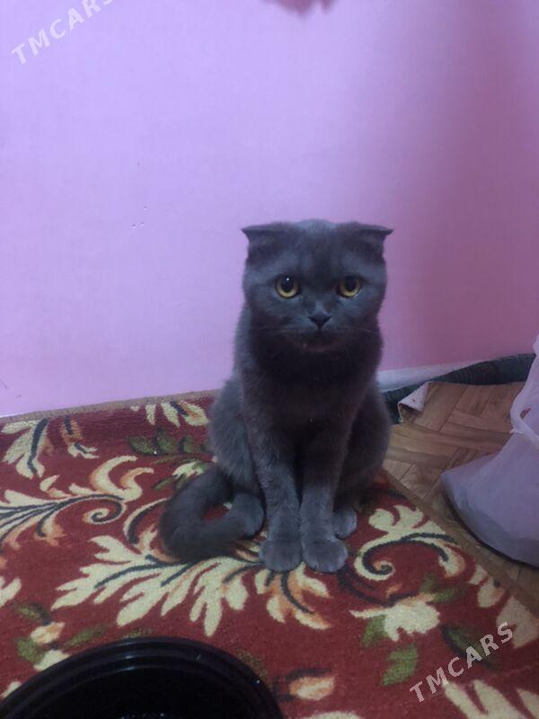 SOTLANSKI PISIK - Daşoguz - img 2