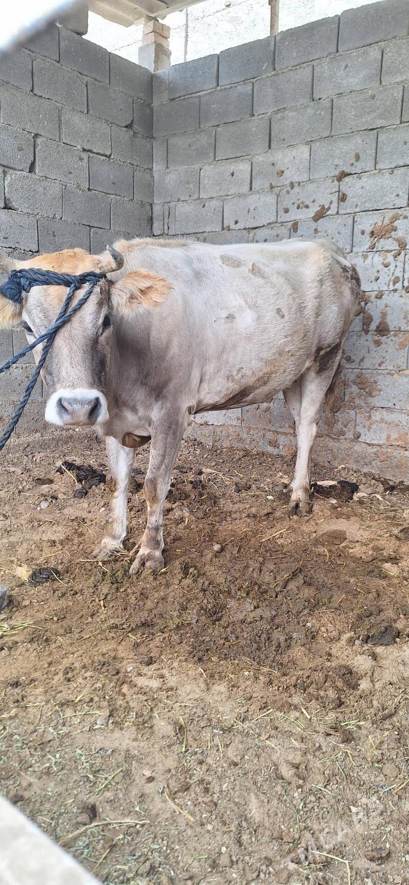 Sygyr - Büzmeýin - img 2