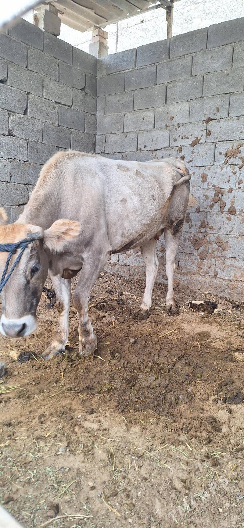 Sygyr - Büzmeýin - img 3