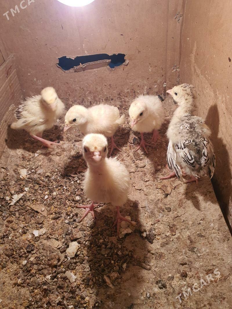 Induk jüýjeler - Мары - img 2