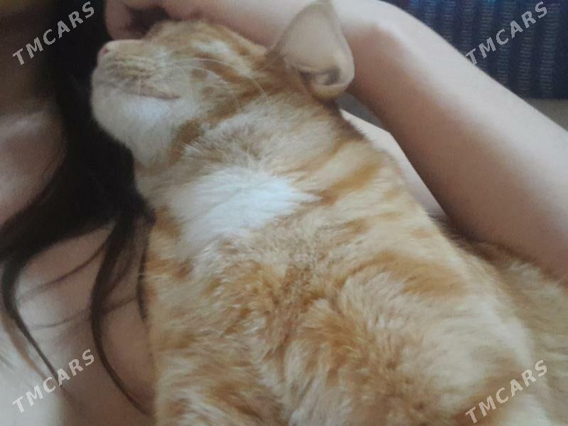 dobroe ruki - Aşgabat - img 4