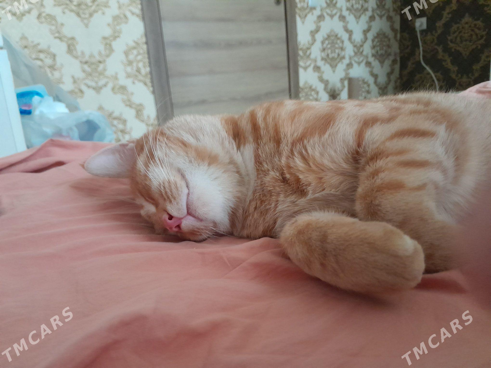 dobroe ruki - Aşgabat - img 2